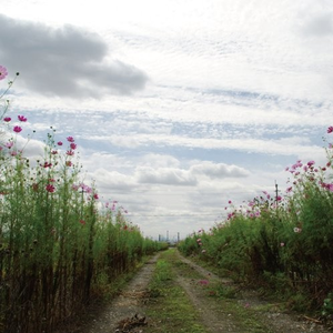 青青草视频官网
